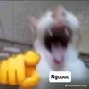 user4990044542007