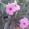 24rosa14