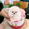 teacup.pomeranian24
