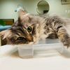 mooshthecat