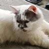 terbang.melayang84