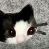 catoothless