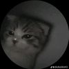 .chikel.lirul.prx