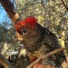 fierotheggcockatoo