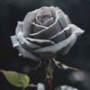 mrilpear15