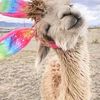 llamap4