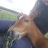 horse.riding4life0