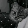 𝒑𝒂𝒔𝒔𝒊𝒐𝒏