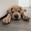 bonez_canecorso