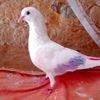 kabutaur.bizz