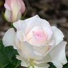 josephine93355