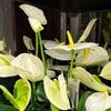 chalyai39flo