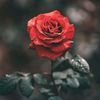 loydiana.pascoal