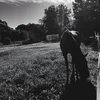 jagvet81