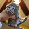 Kitty cat