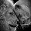 mohamedahmed1020a
