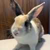 Oattie The Bunny