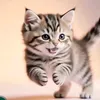 catbaby780