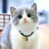 Hai