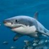 biggestsharklover4