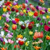 sobia_shah4
