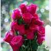 zahid.zahid5138