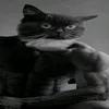 ternohon