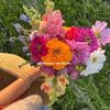 wildflower6717