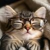 Funny Pets