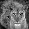 mano.queen9494