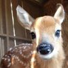fawn0v