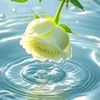 sunehera26
