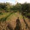 bung.anes0