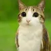 meowlism4ever
