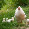 la.poule.et.cest