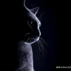 abataiitalaa6
