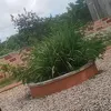 sonnetonn0