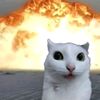 meow_here61