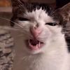 Crunchycat