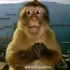 demhaydoi123dz