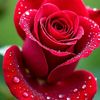 ro.ahmed21