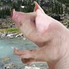 PIGSQUEALMOTHERNATURE