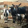 Hillbillyranch7779