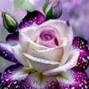 user2801383182855