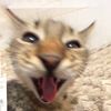 cat_charlie_