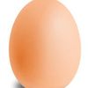 egg18306