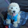Krypto.The.Maltipoo