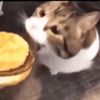 Here kitty