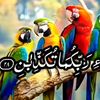 mamraiz.khan594