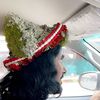 أبو فيصل الماجوري